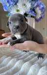 Staffordshire Bull Terrier -Staffik