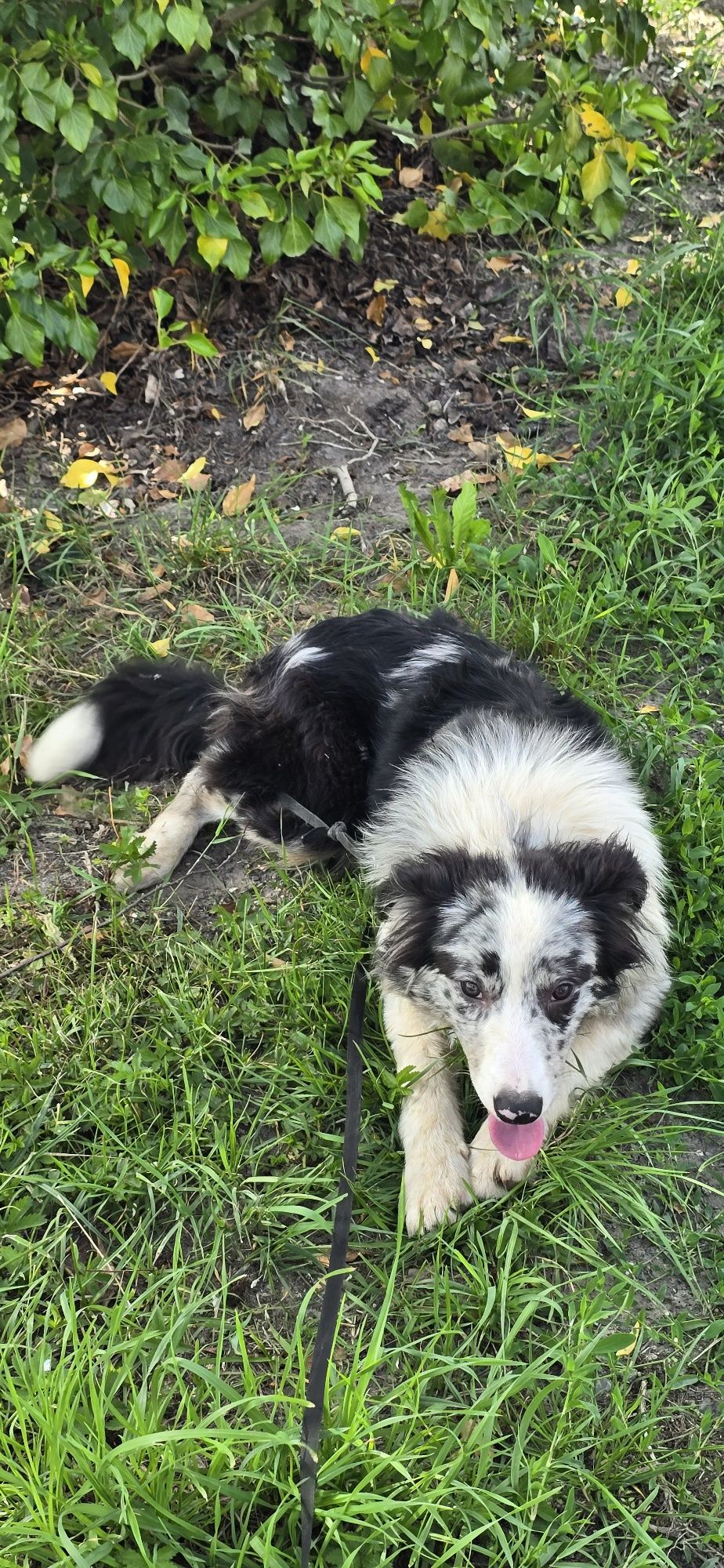 Border Collie pis