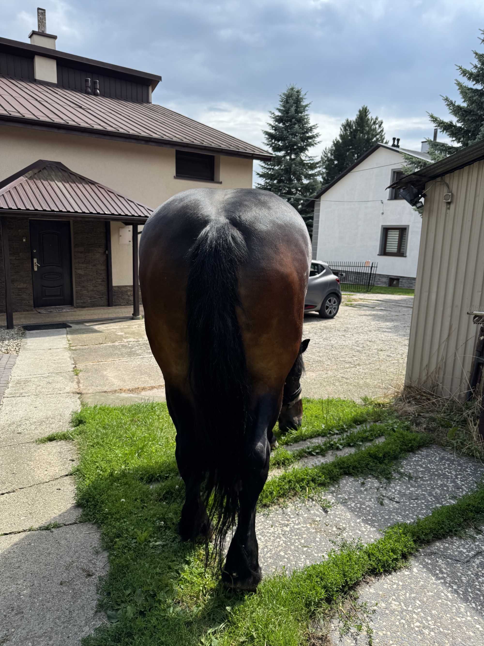 Klacz zimnokrwista Źrebna