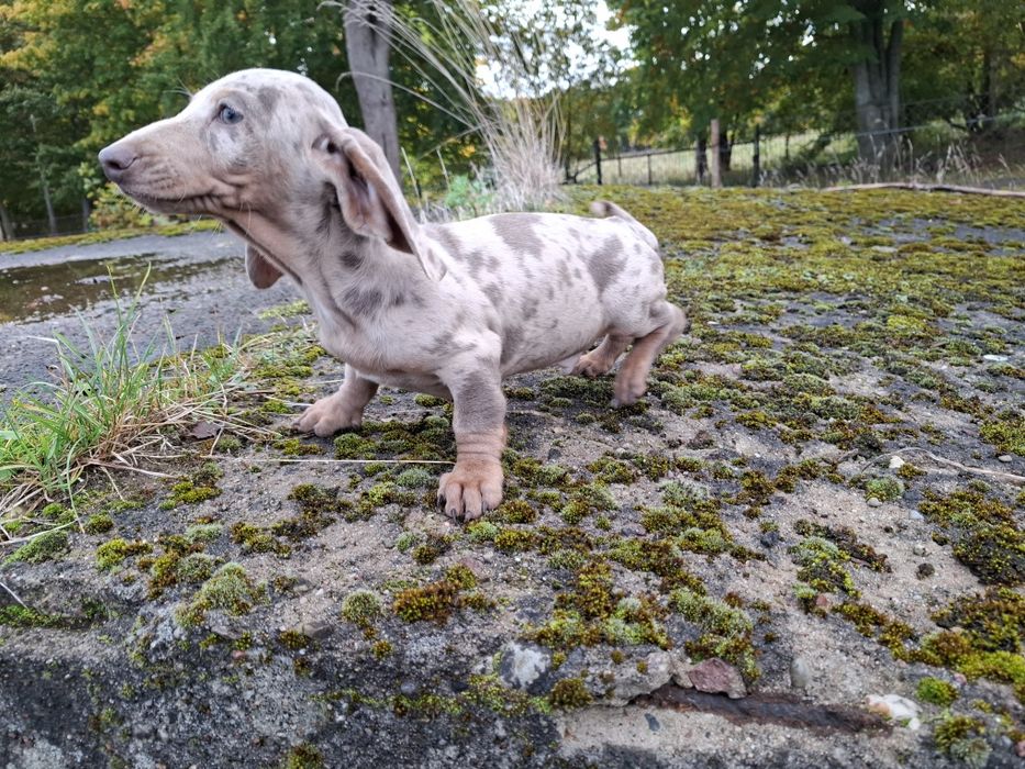 jamnik miniaturowy piesek merlle
