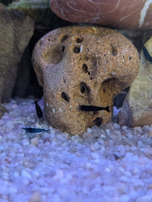 Krewetki Blue Velvet wysyłka