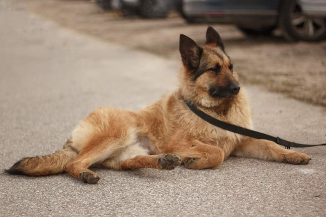 Najwspanialsza Doris do adopcji!