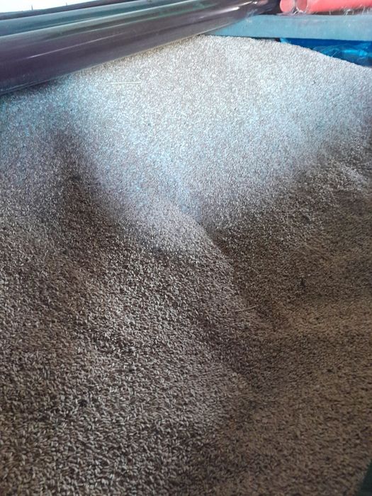 Sprzedam pszenżyto i pszenica.