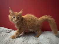 Kocurek Maine coon z rodowodem FPL