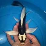 Karp Koi Long Fin Butterfly Panda sklep zoologiczny Pirania Olsztyn w
