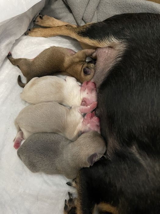 Чіхуахуа міні стандарт продаж