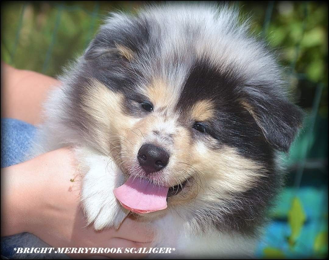 Щенки колли длинношерстной