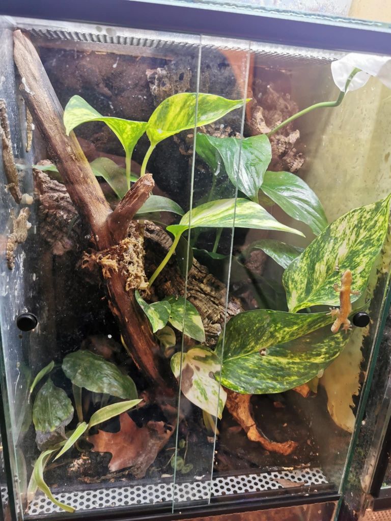 Gekony płaczące (lepidodactylus lugubris) z terrariami