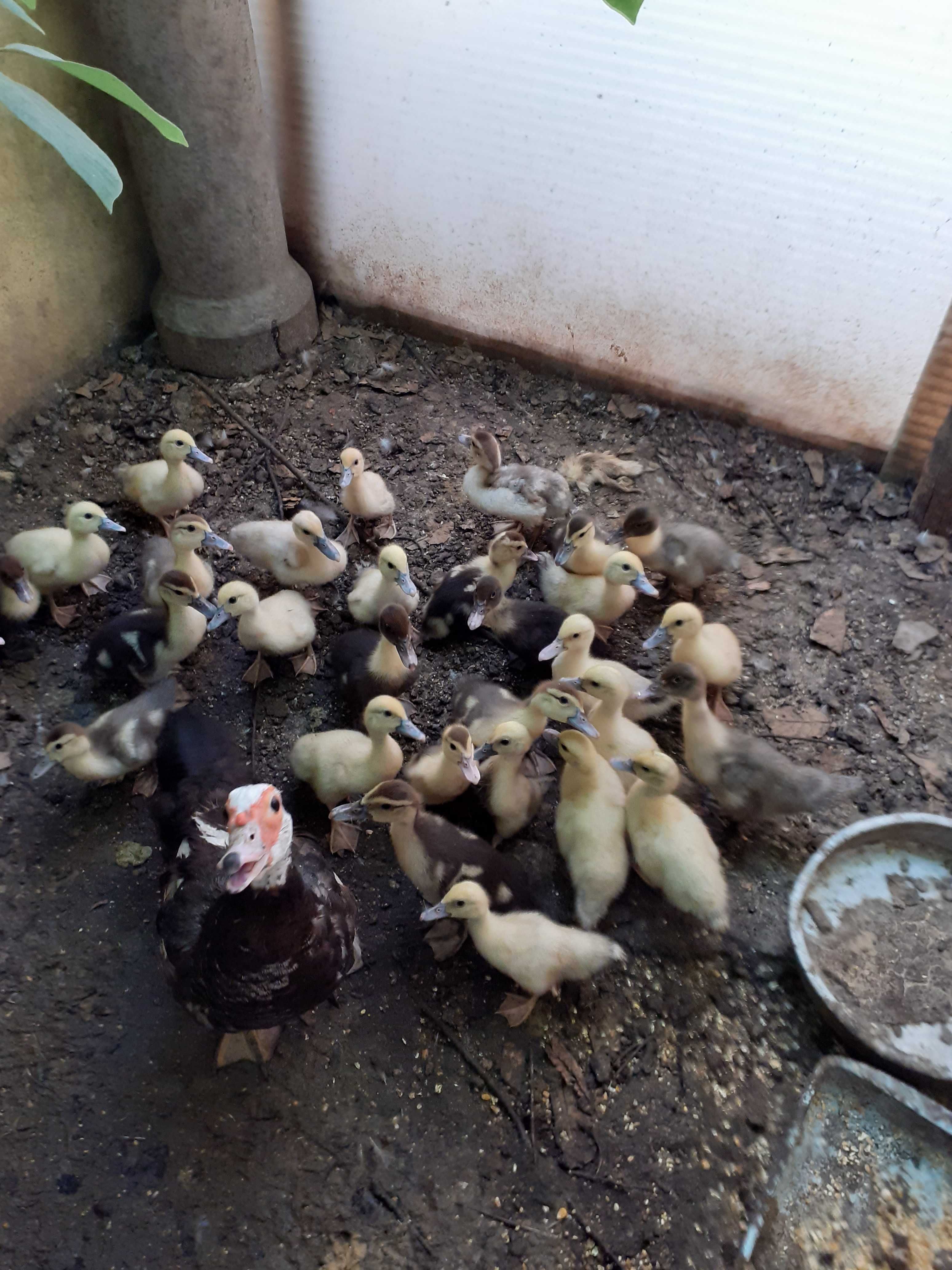 Patos Mudos de vários tamanhos criados em Quinta