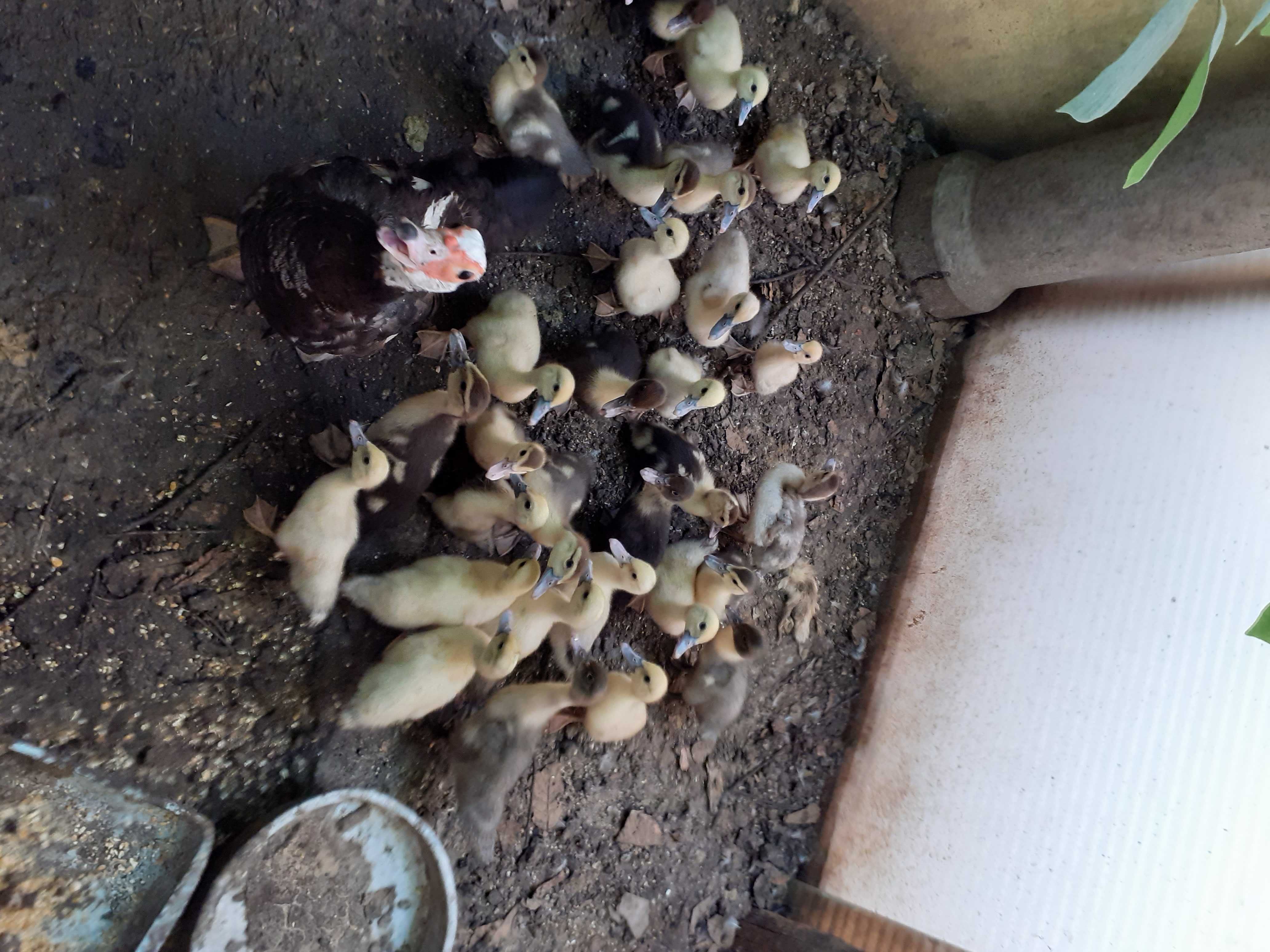 Patos Mudos de vários tamanhos criados em Quinta