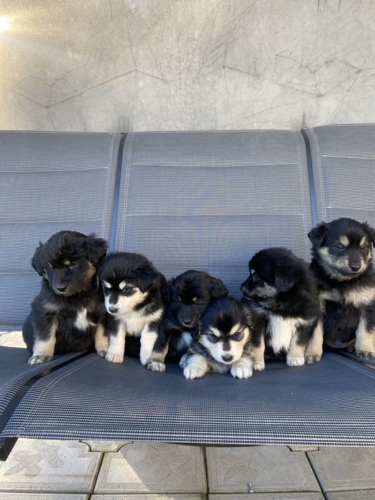 Pieski do oddania za darmo