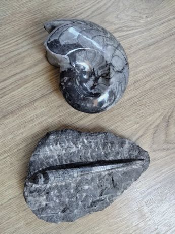 Conjunto de dois fósseis.