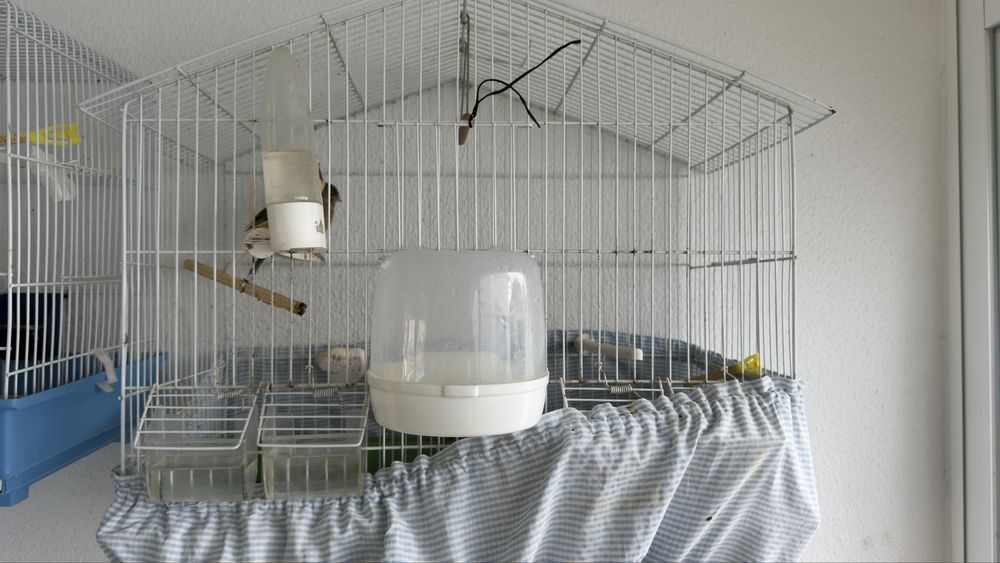 2 casais Canarios c/ gaiola pro