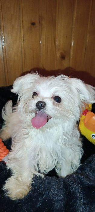 Mini sunia maltanczyk