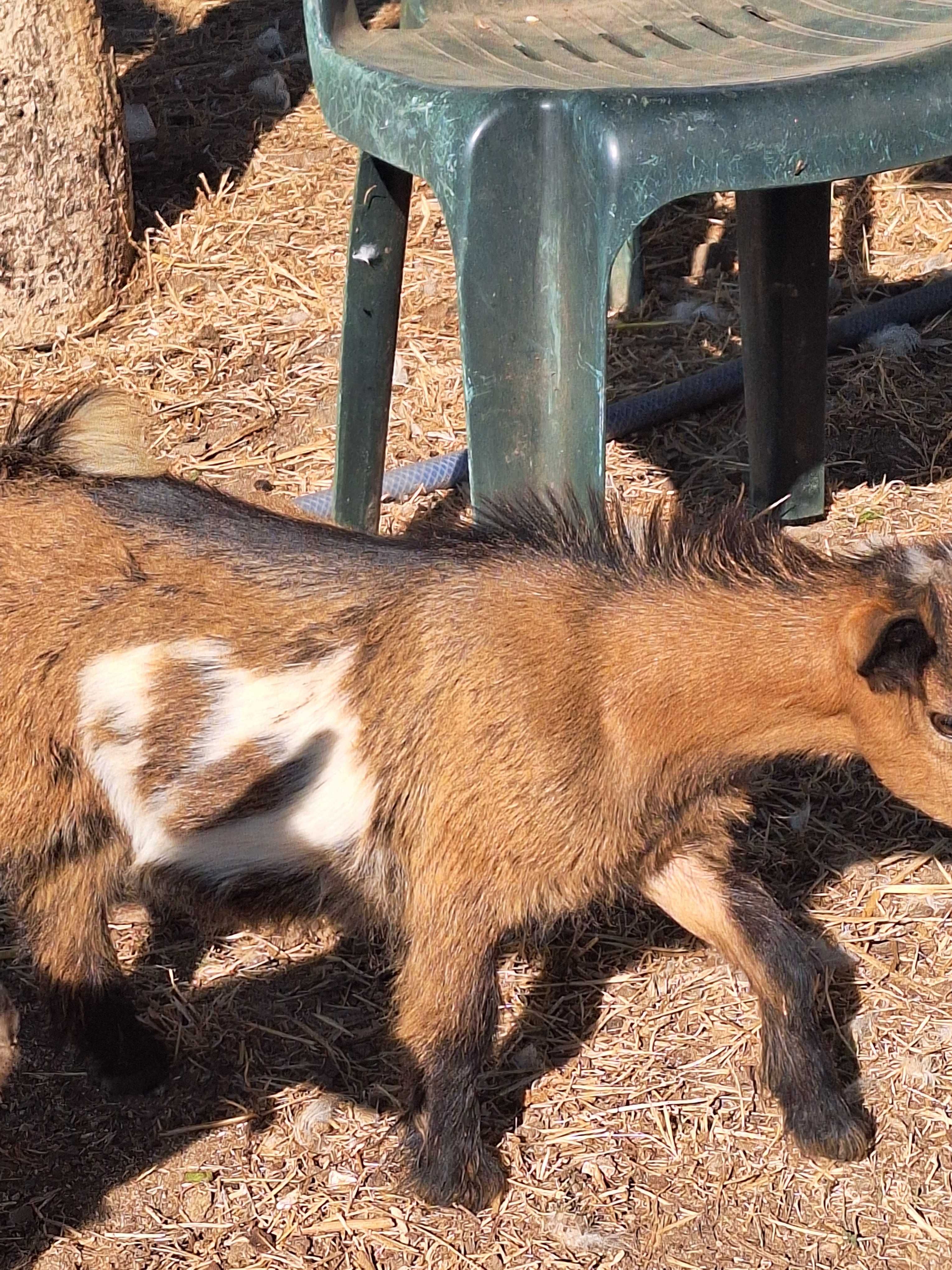 Cabras anãs com 3 meses