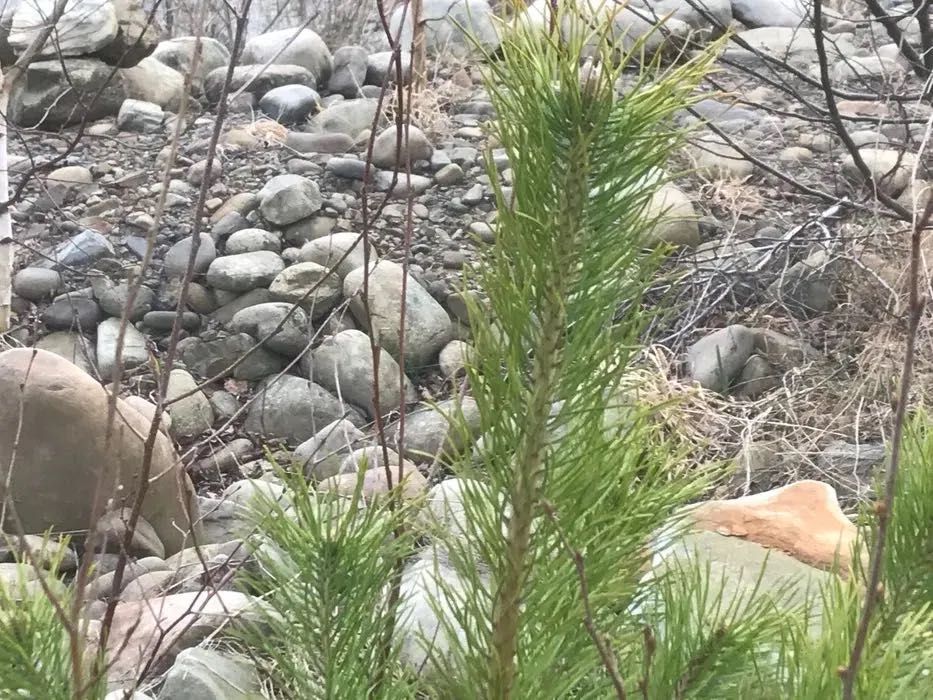 Вічнозелене і хвойне дерево