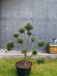Sosna Czarna Bonsai Niwaki kulki Pinus nigra