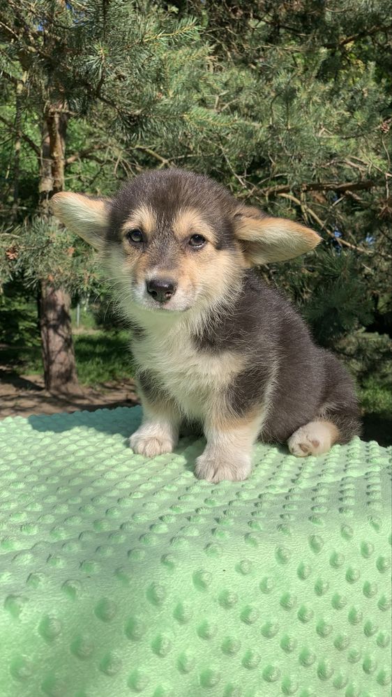 corgi dziewczynka