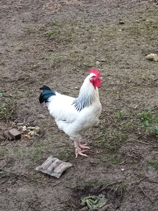 Koguty kogut, młode duże trzy sztuki