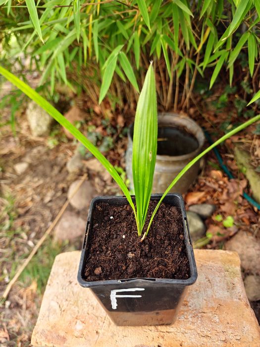 Palma mrozoodporna Trachycarpus fortunei –12°C +GRATIS
