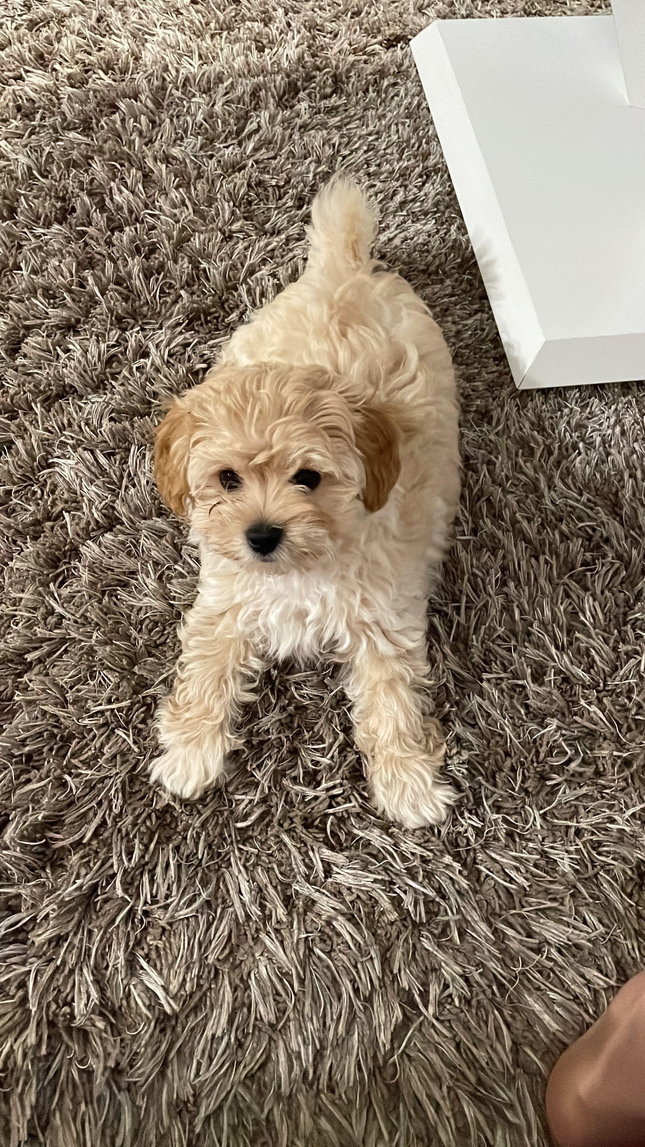 Maltipoo gotowy do zmiany domu