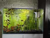 Akwarium   200 l