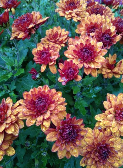 Продам хризантеми мультифлора