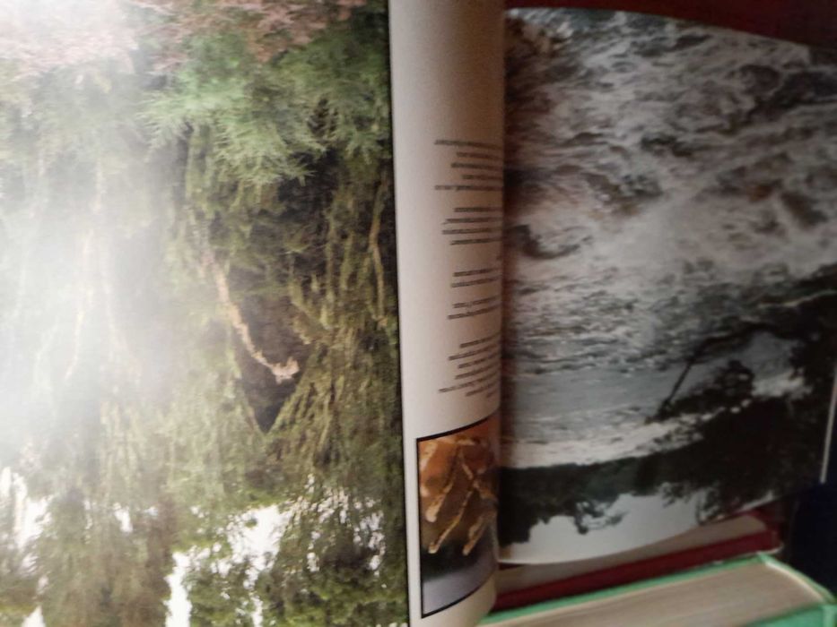 книга - царь зверей не лев