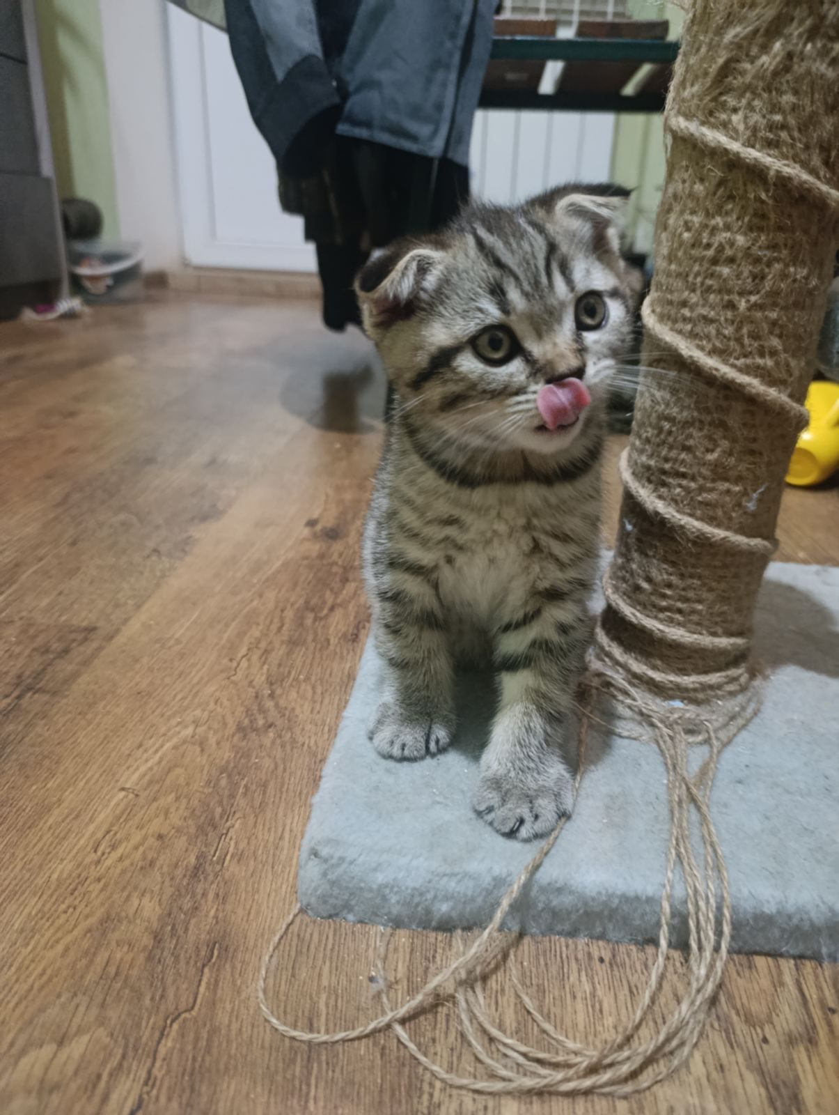 Продам висловухих кошенят