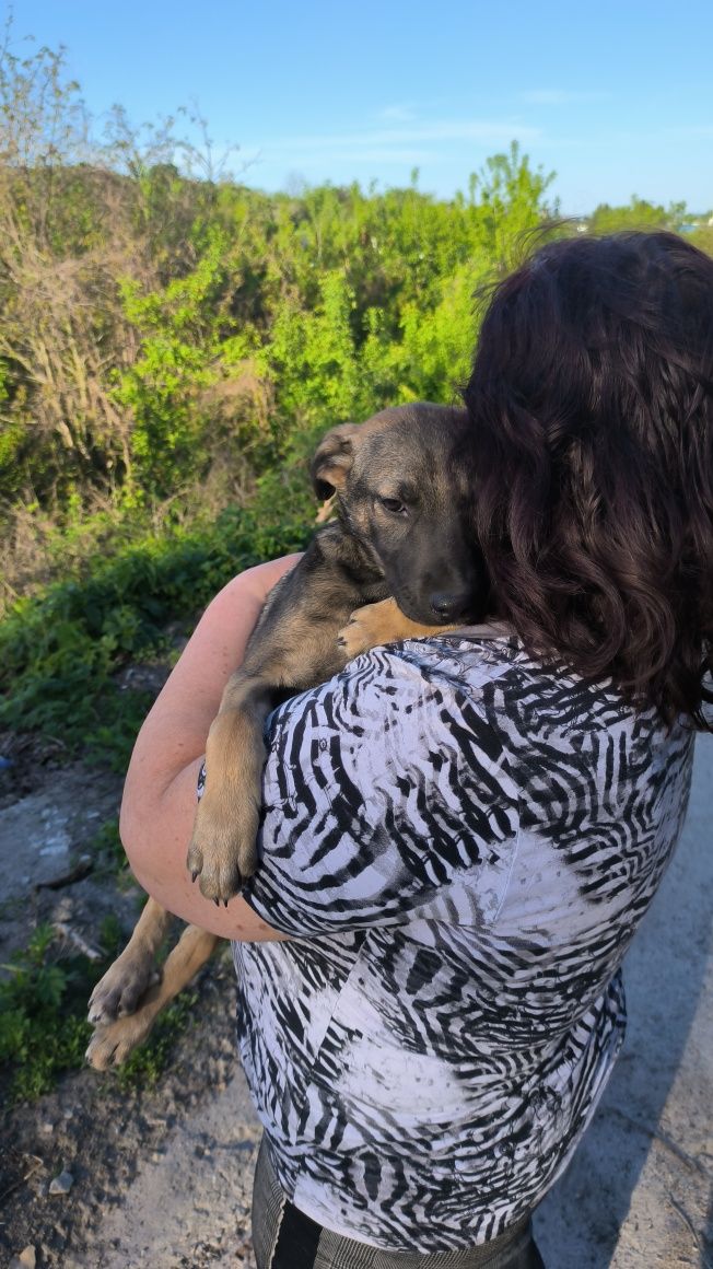 Подаруйте родину дитині метис вівчарка собака безкоштовно пес хлопчик