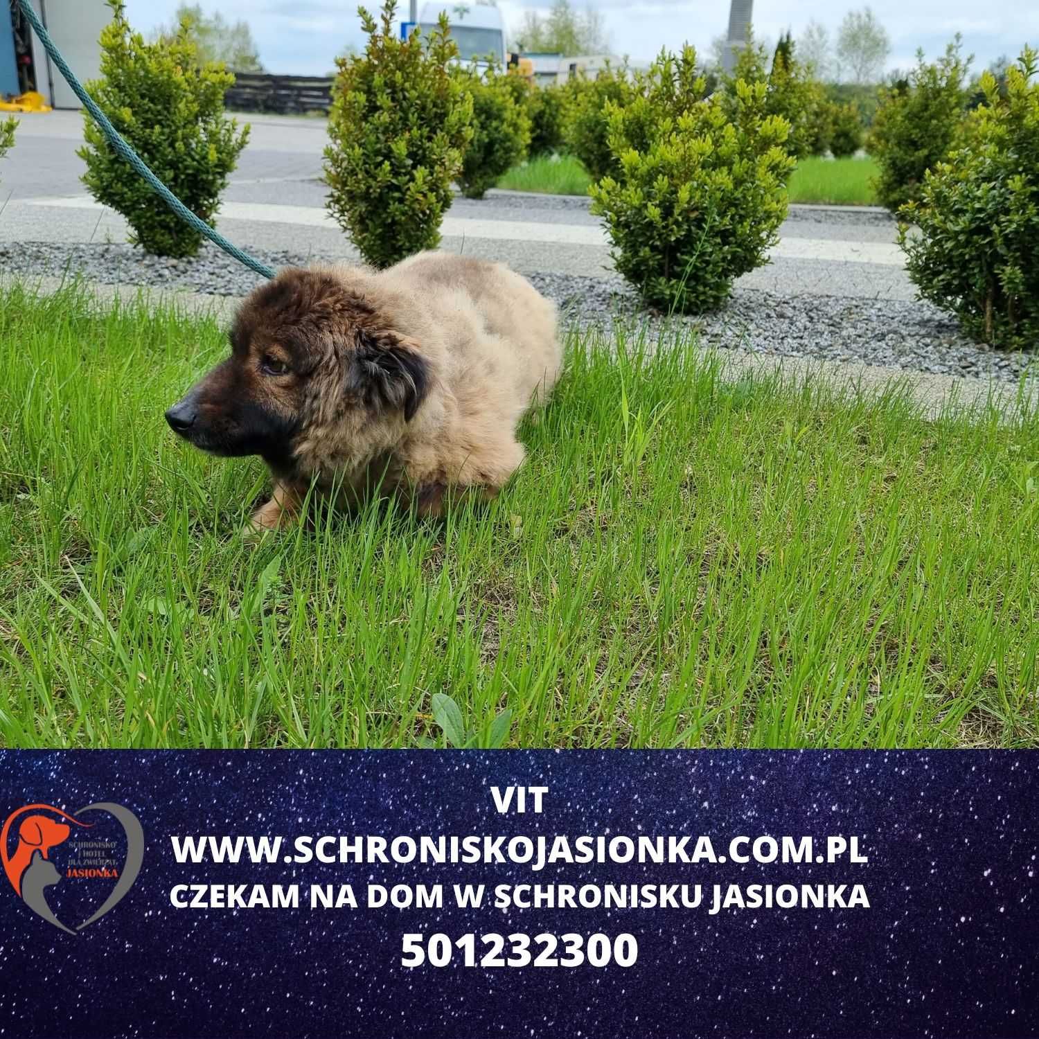 Vit - do adopcji Schronisko Jasionka