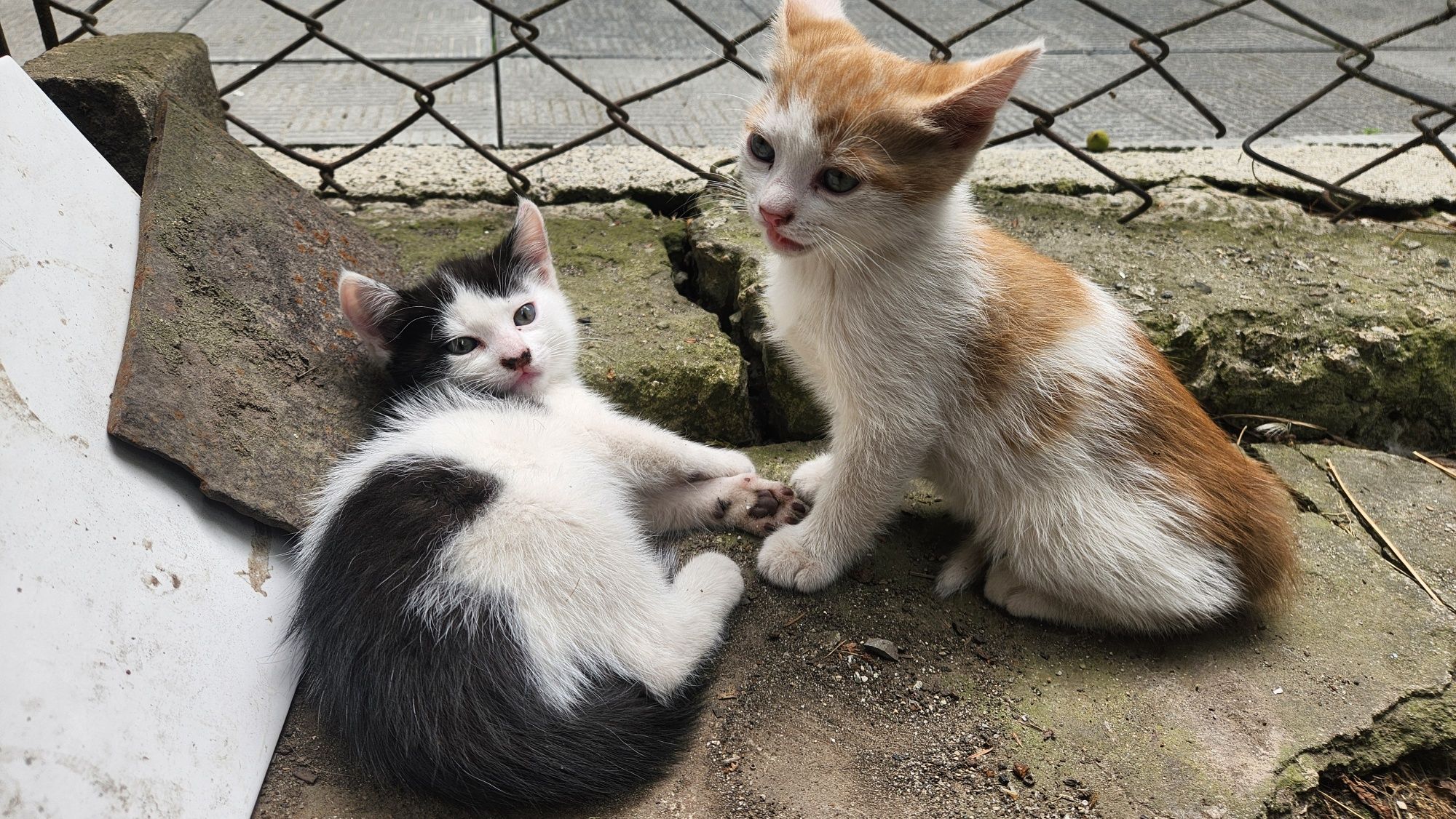 Котики в добрі руки