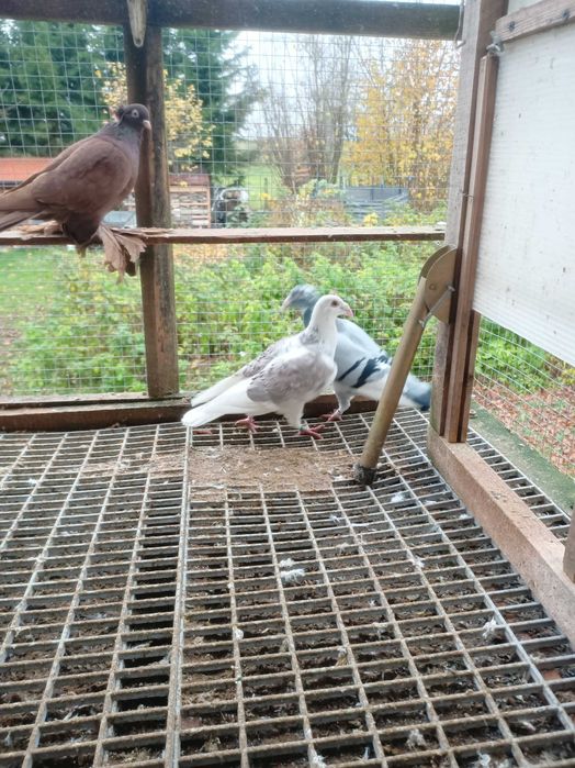 Gołębie staropolskie