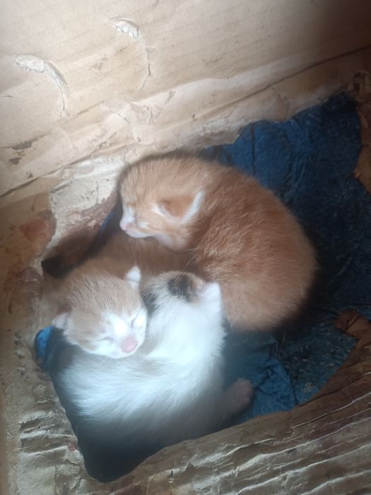 Oddam kota w dobre ręce