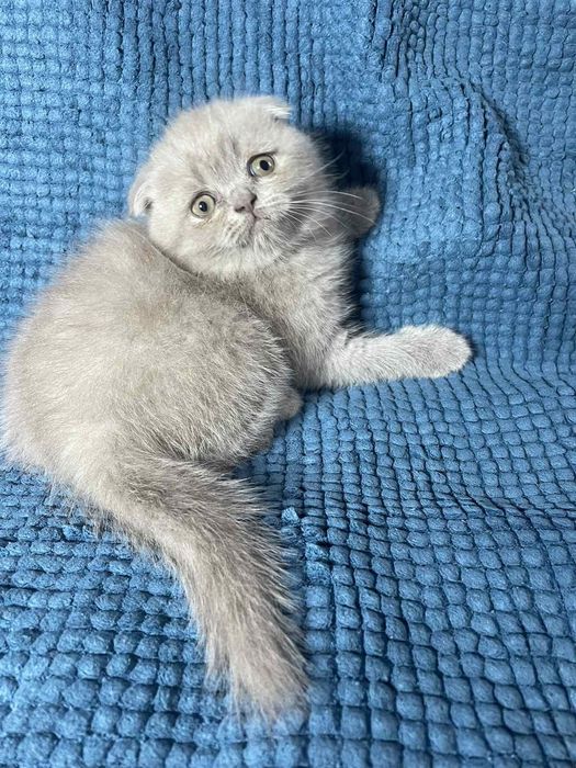Шотландське кошеня - чудова плюшева  висловушка (Scottish Fold)