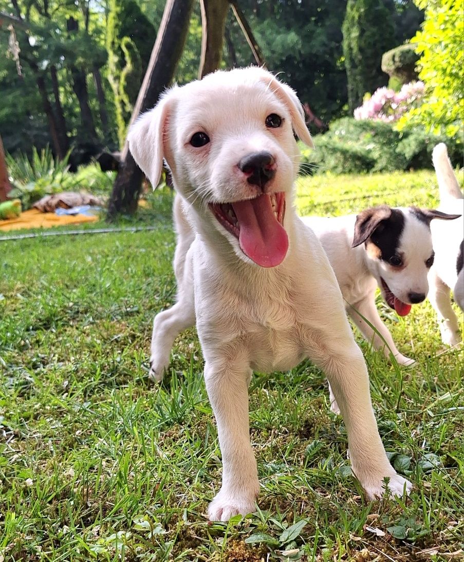 Szczeniak Parson Russell Terrier ZKWP