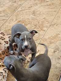 American Staffordshire Terrier