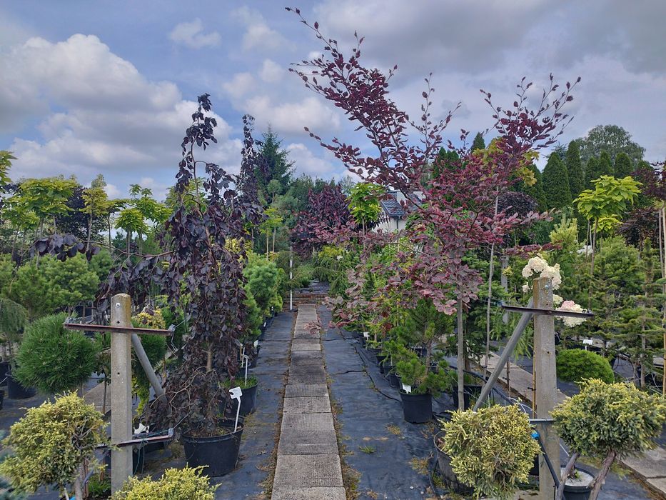 Buk purple fountain - płaczący - duże sztuki