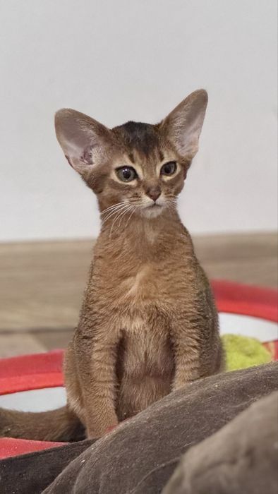 Kociak abisyński, kotek