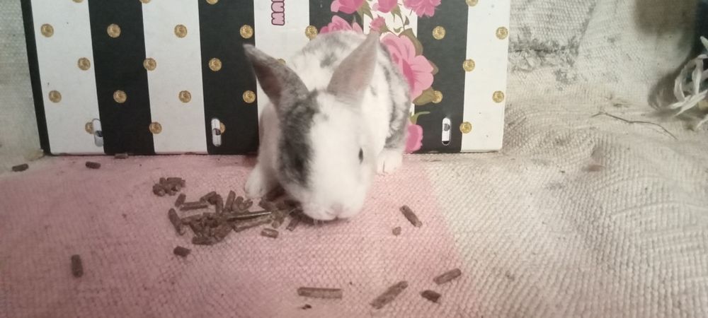 Entrega de coelhos anões em Coimbra