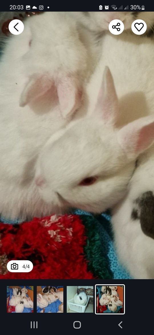 Coelhos Para adoção responsável