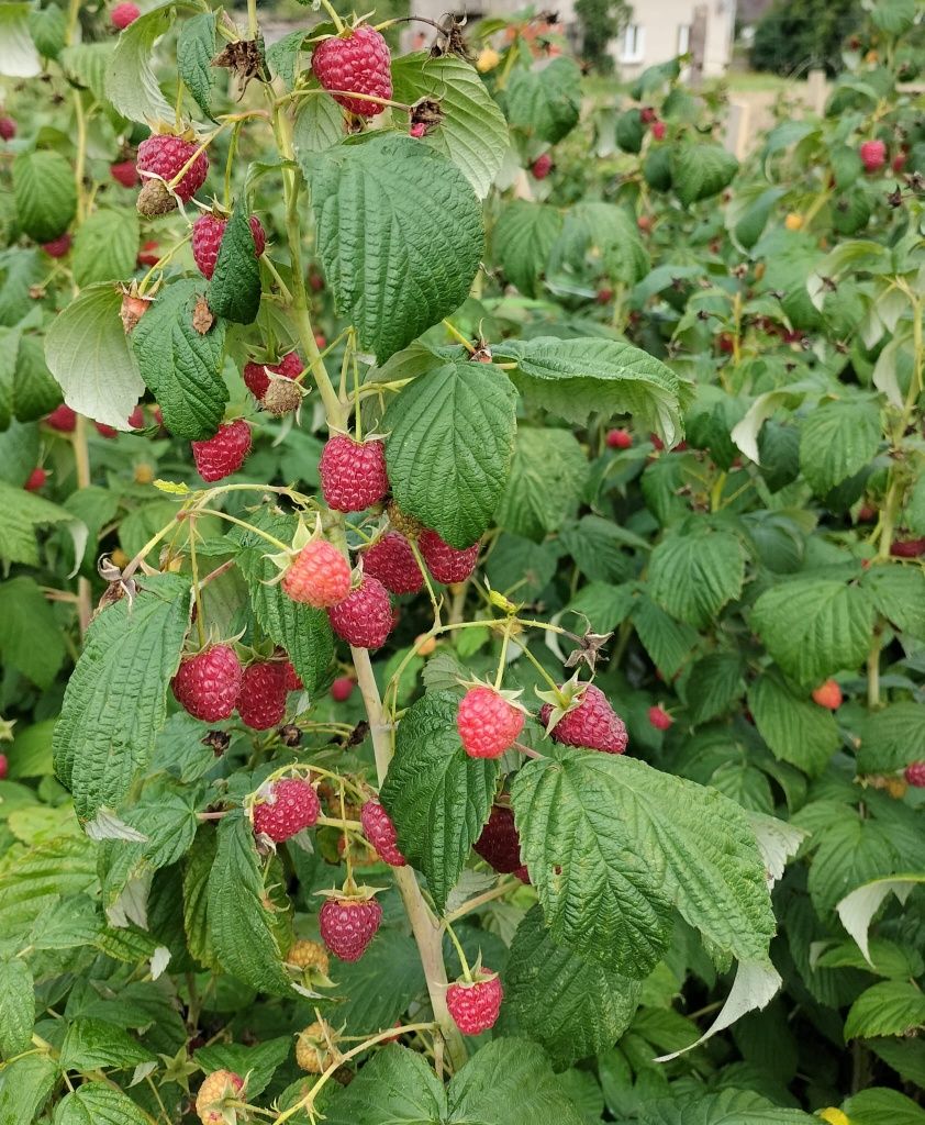Maliny bez nawozów