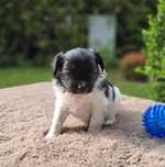 ZKwP FCI, suczka Papillon,  spaniel kontynentalny miniaturowy