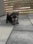 Piesek Miniaturka XXS Jaśniutki Yorkshire Terrier