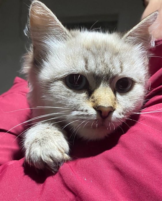 Нейморівно гарна кішечка шукає сімʼю!!!