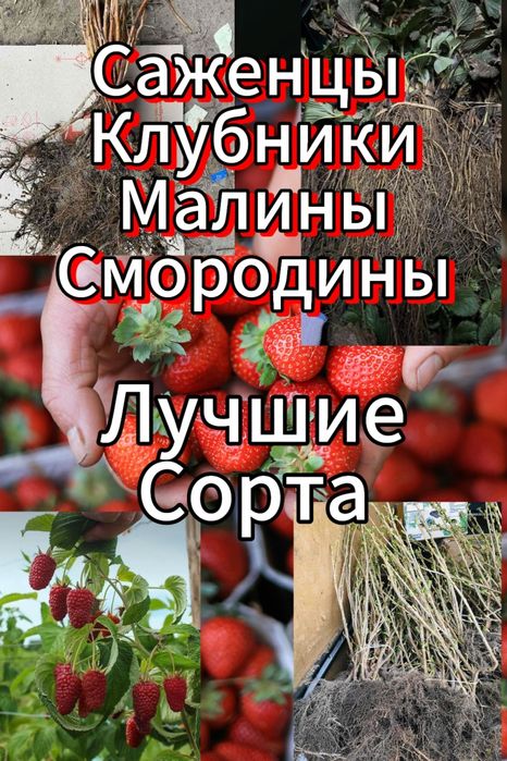 Более 30 Сортов Клубники и Малины — Успей Заказать! Саженцы Клубники