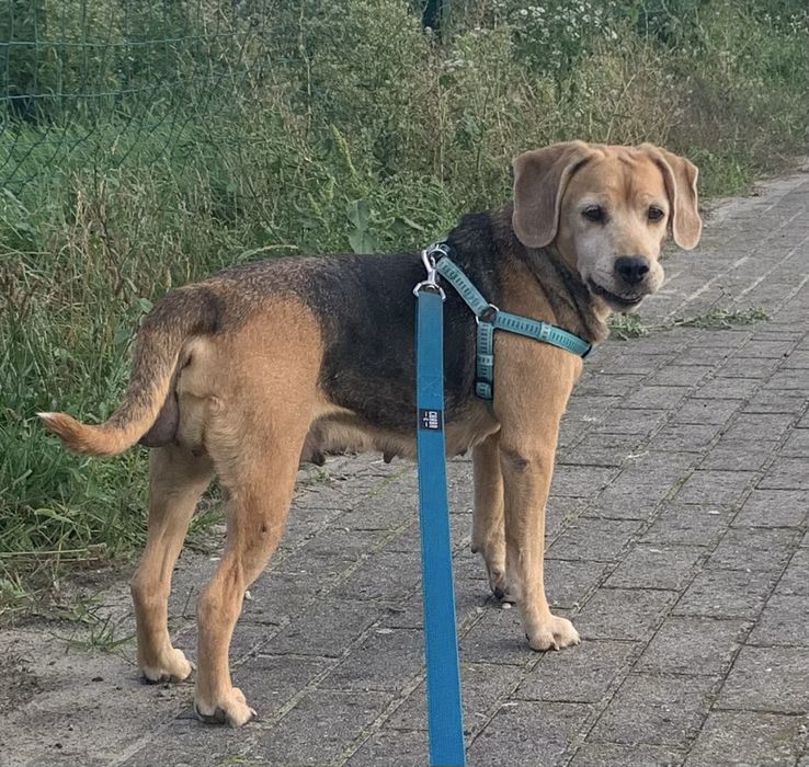 PILNIE potrzebny dom dla suni a'la beagle