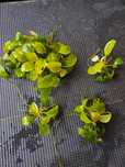 Anubias nana -roślina akwariowa