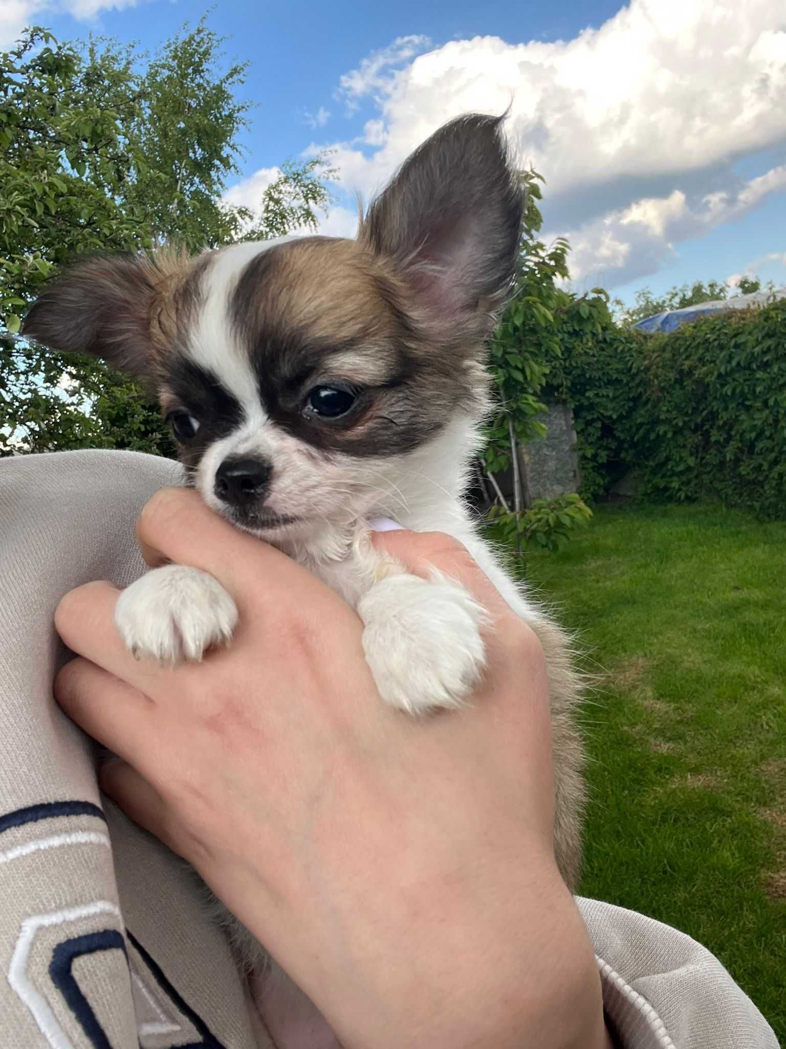 Piesek chihuahua FCI