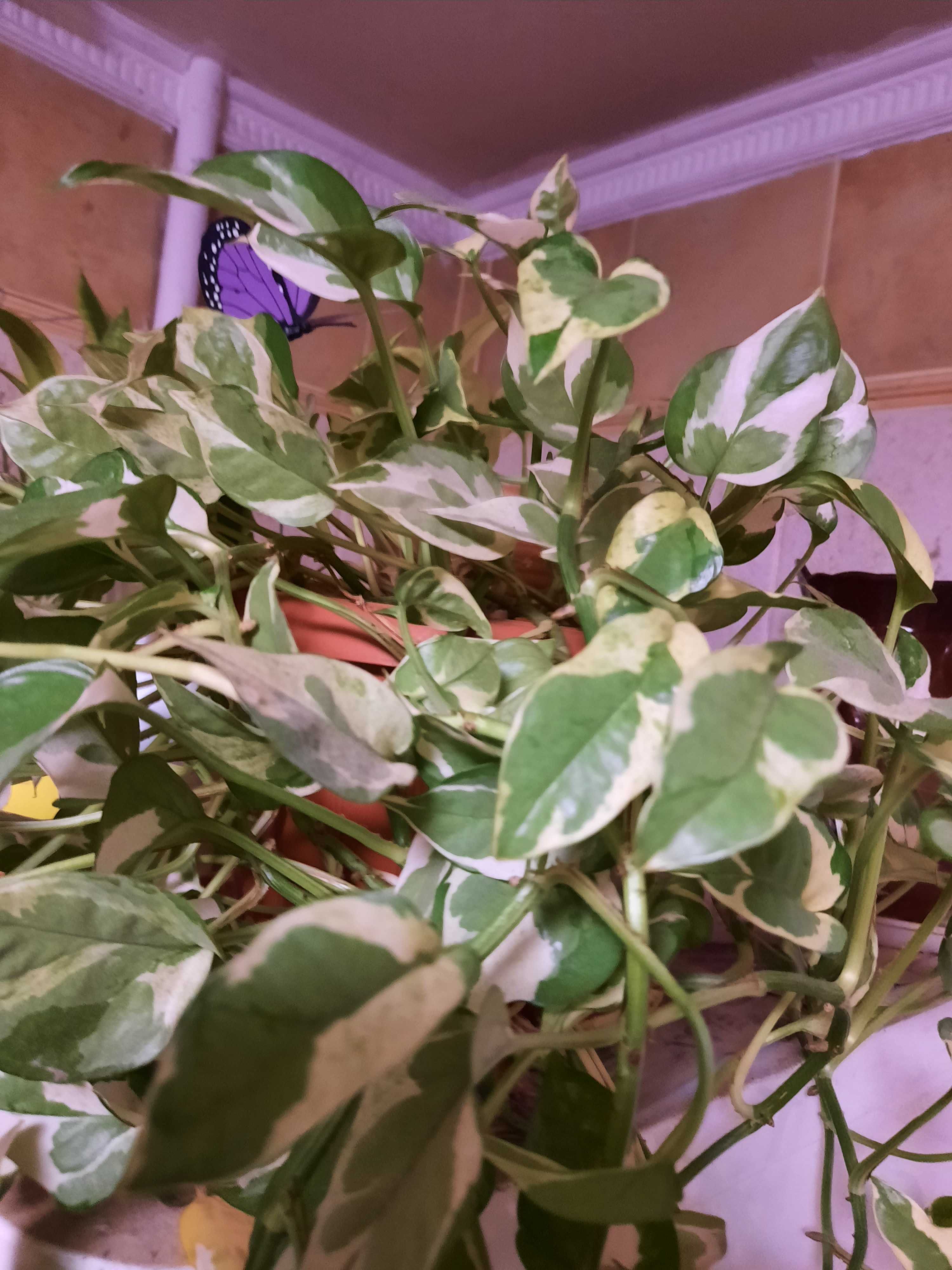 Хойя Лакуноза Эскимо Сильвер /Hoya Lacunosa Eskimo Silver  Доросла